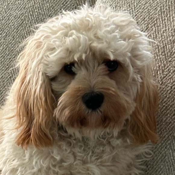 @bougieb_Couture Other - Time to Take Break and just Relax & Shop